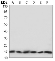 Anti-COX4-1 Antibody