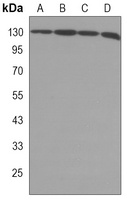 Anti-EG5 Antibody