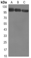 Anti-KDM1A Antibody