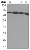Anti-UHRF1 Antibody