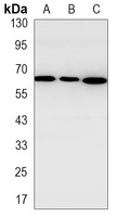 p62 antibody