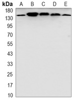 SAP155 antibody