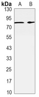 Anti-RSK2 Antibody