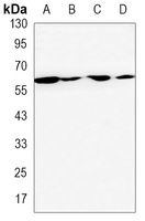 Anti-hnRNP I Antibody