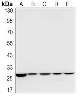 Anti-Prohibitin Antibody