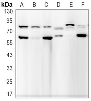 Anti-Lamin A/C Antibody