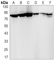 Anti-HIF1 beta Antibody