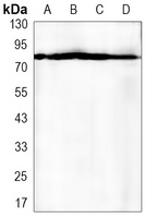 Anti-EIF4B Antibody
