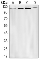 Anti-DGK zeta Antibody