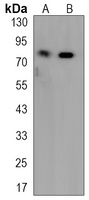 Anti-DGK alpha Antibody