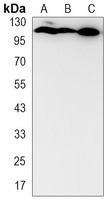 CLSTN1 antibody