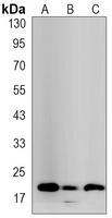 Anti-BID Antibody