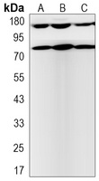 TRK B (phospho-Y705) antibody