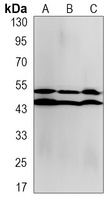 Anti-JNK1/2/3 (Phospho-T183/Y185) Antibody