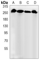Filamin A/B (phospho-S2152/2107) antibody