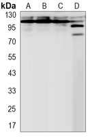 Anti-NEDD4 Antibody