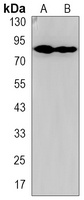 Anti-RSK3 Antibody