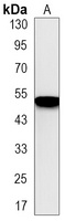 Anti-IRF7 Antibody