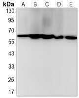 Anti-YY1 Antibody