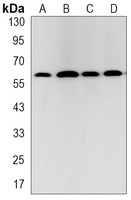 Anti-TRAF6 Antibody