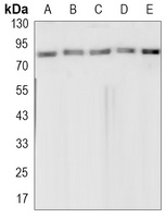 Topoisomerase 1 antibody