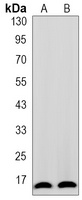 Anti-TOM20 Antibody