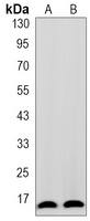 TOM20 antibody