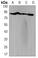 Anti-TNS4 Antibody