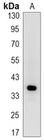 Synaptophysin antibody