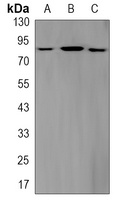 STAT3 (phospho-S727) antibody