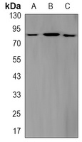 Anti-STAT3 (Phospho-S727) Antibody