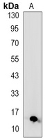 Anti-S100-A4 Antibody