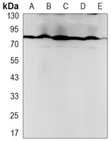Anti-PRMT7 Antibody