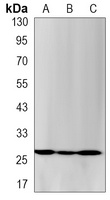 Anti-PCNA Antibody