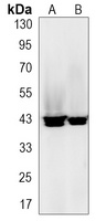hnRNP E2 antibody
