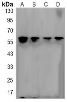 NR1D1 antibody