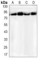 Anti-HSP90 alpha/beta Antibody
