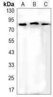 FOXO3 (phospho-S253) antibody