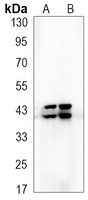 ERK1/2 (phospho-T202/Y204) antibody
