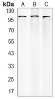 Catenin delta 1 antibody