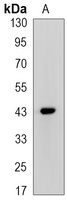 CREB (phospho-S133) antibody