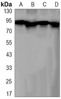 Anti-Axin-2 Antibody