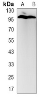 Anti-eIF2C2 Antibody