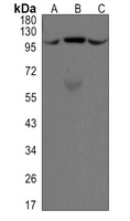 ALIX antibody