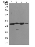 Alpha-enolase antibody