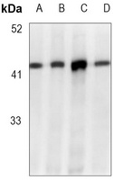 Anti-EIF2S1 (Phospho-S51) Antibody
