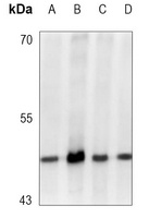 GSK3 beta (phospho-S9) antibody