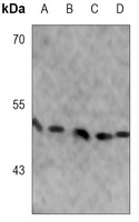 SMAD3 (phospho-S423/425) antibody