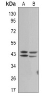 ERK1/2 (phospho-T202/T185) antibody