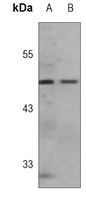 Anti-Caspase 9 Antibody